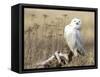 A Snowy Owl (Bubo Scandiacus) Sits on a Perch at Sunset, Damon Point, Ocean Shores, Washington, USA-Gary Luhm-Framed Stretched Canvas