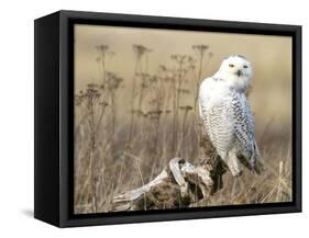 A Snowy Owl (Bubo Scandiacus) Sits on a Perch at Sunset, Damon Point, Ocean Shores, Washington, USA-Gary Luhm-Framed Stretched Canvas