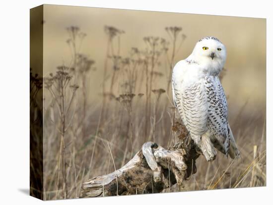 A Snowy Owl (Bubo Scandiacus) Sits on a Perch at Sunset, Damon Point, Ocean Shores, Washington, USA-Gary Luhm-Stretched Canvas