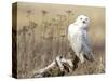A Snowy Owl (Bubo Scandiacus) Sits on a Perch at Sunset, Damon Point, Ocean Shores, Washington, USA-Gary Luhm-Stretched Canvas