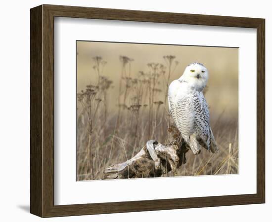 A Snowy Owl (Bubo Scandiacus) Sits on a Perch at Sunset, Damon Point, Ocean Shores, Washington, USA-Gary Luhm-Framed Photographic Print