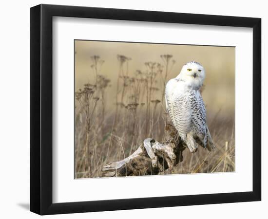 A Snowy Owl (Bubo Scandiacus) Sits on a Perch at Sunset, Damon Point, Ocean Shores, Washington, USA-Gary Luhm-Framed Photographic Print