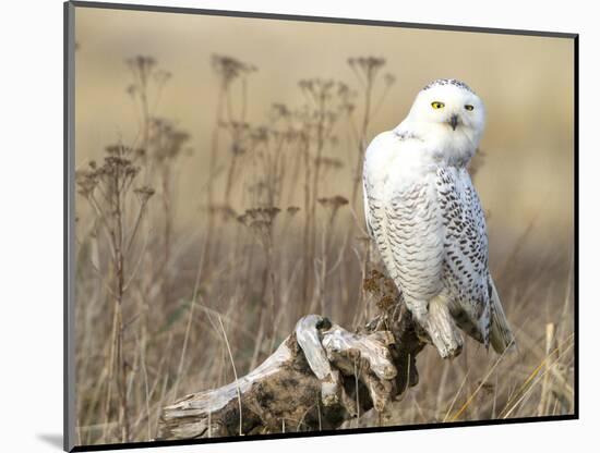 A Snowy Owl (Bubo Scandiacus) Sits on a Perch at Sunset, Damon Point, Ocean Shores, Washington, USA-Gary Luhm-Mounted Photographic Print