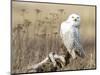 A Snowy Owl (Bubo Scandiacus) Sits on a Perch at Sunset, Damon Point, Ocean Shores, Washington, USA-Gary Luhm-Mounted Photographic Print