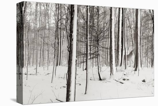 A Snowy Walk I-James McLoughlin-Stretched Canvas