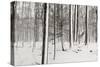 A Snowy Walk I-James McLoughlin-Stretched Canvas
