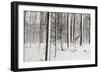 A Snowy Walk I-James McLoughlin-Framed Photographic Print