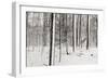 A Snowy Walk I-James McLoughlin-Framed Photographic Print