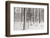 A Snowy Walk I-James McLoughlin-Framed Photographic Print