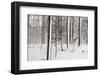 A Snowy Walk I-James McLoughlin-Framed Photographic Print