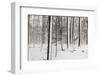 A Snowy Walk I-James McLoughlin-Framed Photographic Print