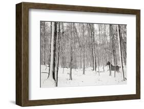 A Snowy Walk II-James McLoughlin-Framed Photographic Print