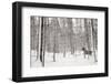 A Snowy Walk II-James McLoughlin-Framed Photographic Print