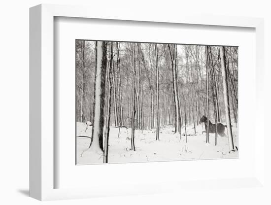 A Snowy Walk II-James McLoughlin-Framed Photographic Print