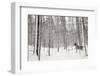 A Snowy Walk II-James McLoughlin-Framed Photographic Print
