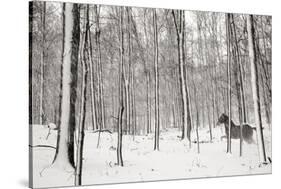 A Snowy Walk II-James McLoughlin-Stretched Canvas