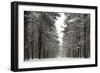 A Snowy Walk IV-James McLoughlin-Framed Art Print