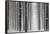 A Snowy Walk V-James McLoughlin-Framed Stretched Canvas