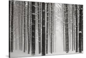 A Snowy Walk V-James McLoughlin-Stretched Canvas