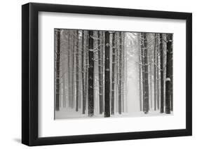 A Snowy Walk V-James McLoughlin-Framed Photographic Print