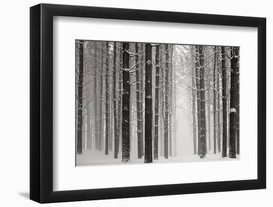 A Snowy Walk V-James McLoughlin-Framed Photographic Print