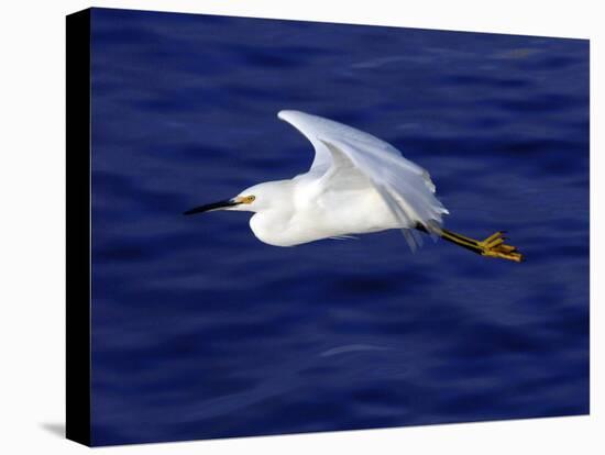 A Snowy White Egret Flies Above the Morro Bay Estuary-null-Stretched Canvas