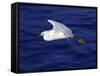 A Snowy White Egret Flies Above the Morro Bay Estuary-null-Framed Stretched Canvas