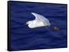 A Snowy White Egret Flies Above the Morro Bay Estuary-null-Framed Stretched Canvas