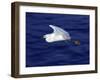 A Snowy White Egret Flies Above the Morro Bay Estuary-null-Framed Premium Photographic Print
