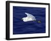 A Snowy White Egret Flies Above the Morro Bay Estuary-null-Framed Premium Photographic Print