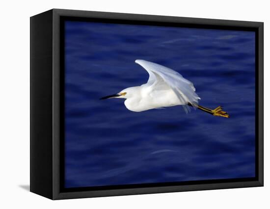 A Snowy White Egret Flies Above the Morro Bay Estuary-null-Framed Stretched Canvas