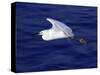 A Snowy White Egret Flies Above the Morro Bay Estuary-null-Stretched Canvas