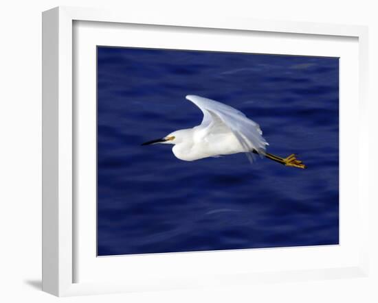 A Snowy White Egret Flies Above the Morro Bay Estuary-null-Framed Photographic Print