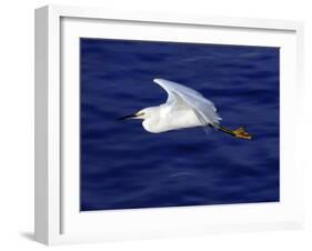 A Snowy White Egret Flies Above the Morro Bay Estuary-null-Framed Photographic Print