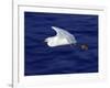 A Snowy White Egret Flies Above the Morro Bay Estuary-null-Framed Photographic Print