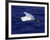 A Snowy White Egret Flies Above the Morro Bay Estuary-null-Framed Photographic Print