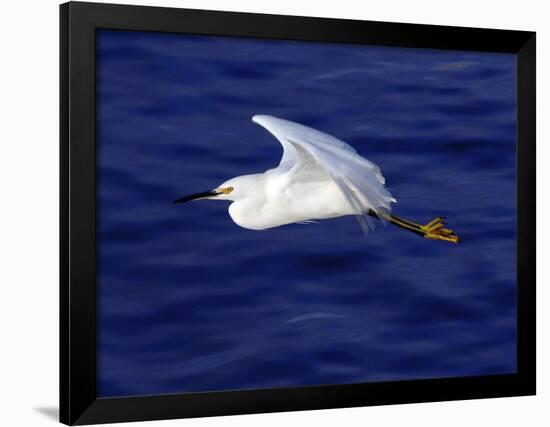 A Snowy White Egret Flies Above the Morro Bay Estuary-null-Framed Photographic Print