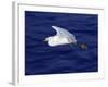 A Snowy White Egret Flies Above the Morro Bay Estuary-null-Framed Photographic Print