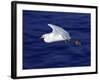 A Snowy White Egret Flies Above the Morro Bay Estuary-null-Framed Photographic Print