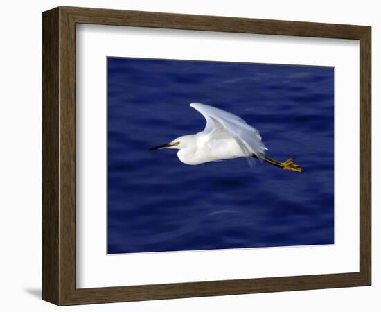 A Snowy White Egret Flies Above the Morro Bay Estuary-null-Framed Photographic Print