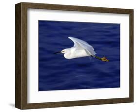 A Snowy White Egret Flies Above the Morro Bay Estuary-null-Framed Photographic Print