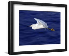 A Snowy White Egret Flies Above the Morro Bay Estuary-null-Framed Photographic Print