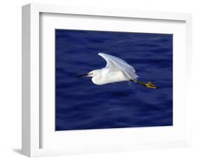 A Snowy White Egret Flies Above the Morro Bay Estuary-null-Framed Photographic Print