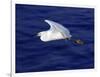 A Snowy White Egret Flies Above the Morro Bay Estuary-null-Framed Photographic Print