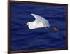 A Snowy White Egret Flies Above the Morro Bay Estuary-null-Framed Photographic Print