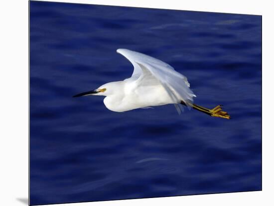 A Snowy White Egret Flies Above the Morro Bay Estuary-null-Mounted Photographic Print