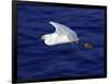 A Snowy White Egret Flies Above the Morro Bay Estuary-null-Framed Photographic Print