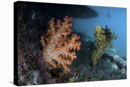 A Soft Coral Colony and Invertebrates in Raja Ampat, Indonesia-Stocktrek Images-Stretched Canvas