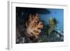 A Soft Coral Colony and Invertebrates in Raja Ampat, Indonesia-Stocktrek Images-Framed Photographic Print