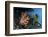 A Soft Coral Colony and Invertebrates in Raja Ampat, Indonesia-Stocktrek Images-Framed Photographic Print